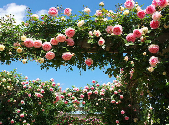 Marry Garden